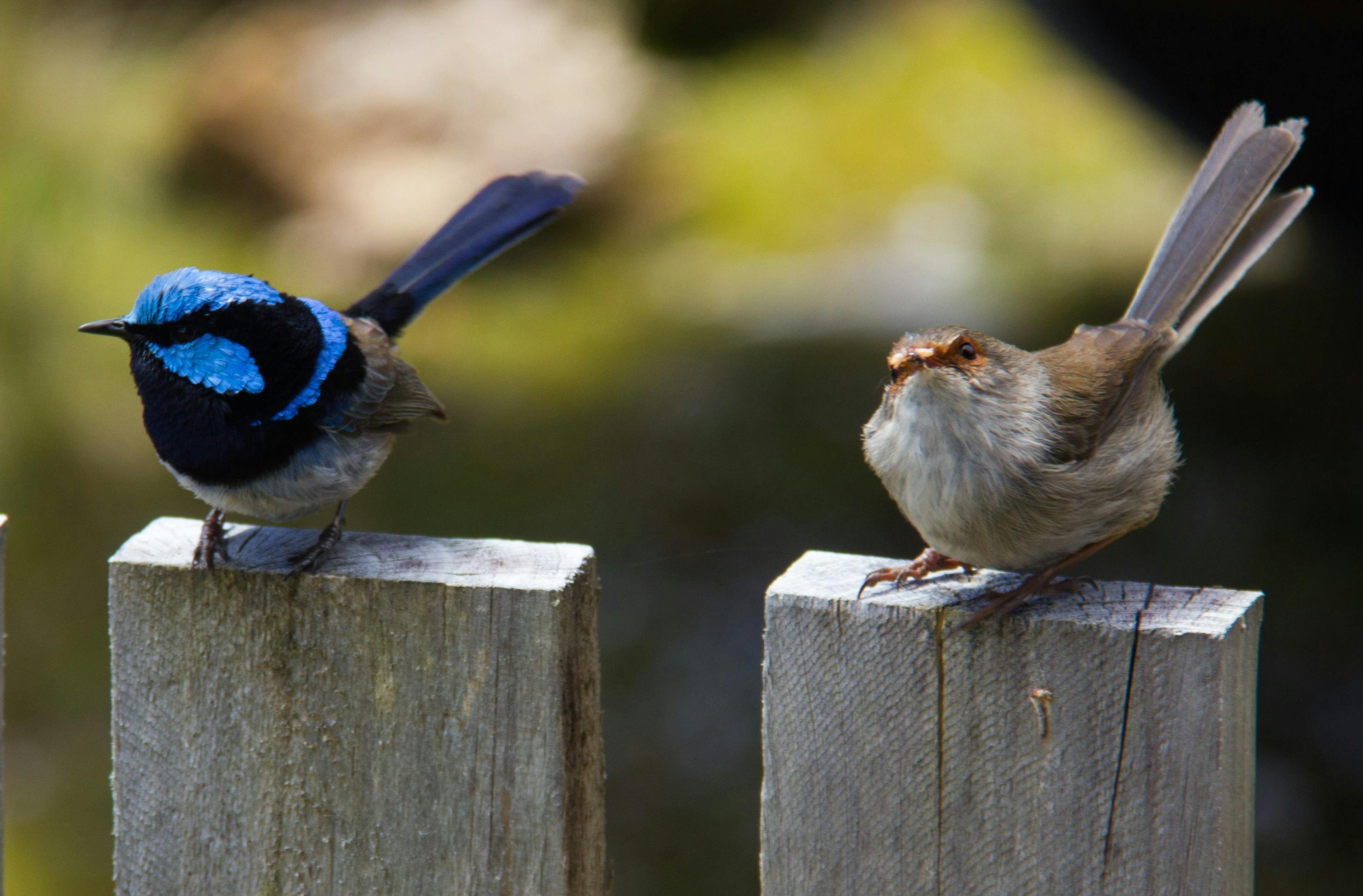 Male & Female wrens on fence at Corinna