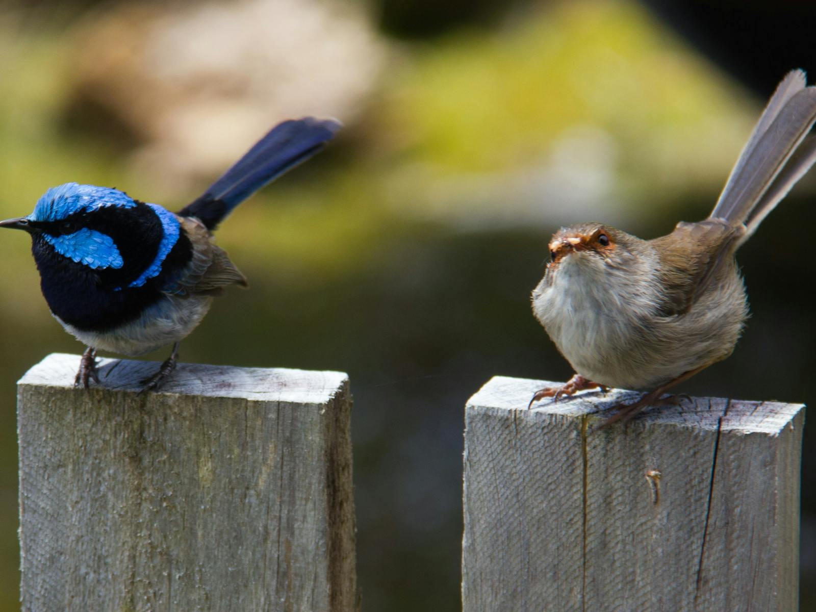 Male & Female wrens on fence at Corinna