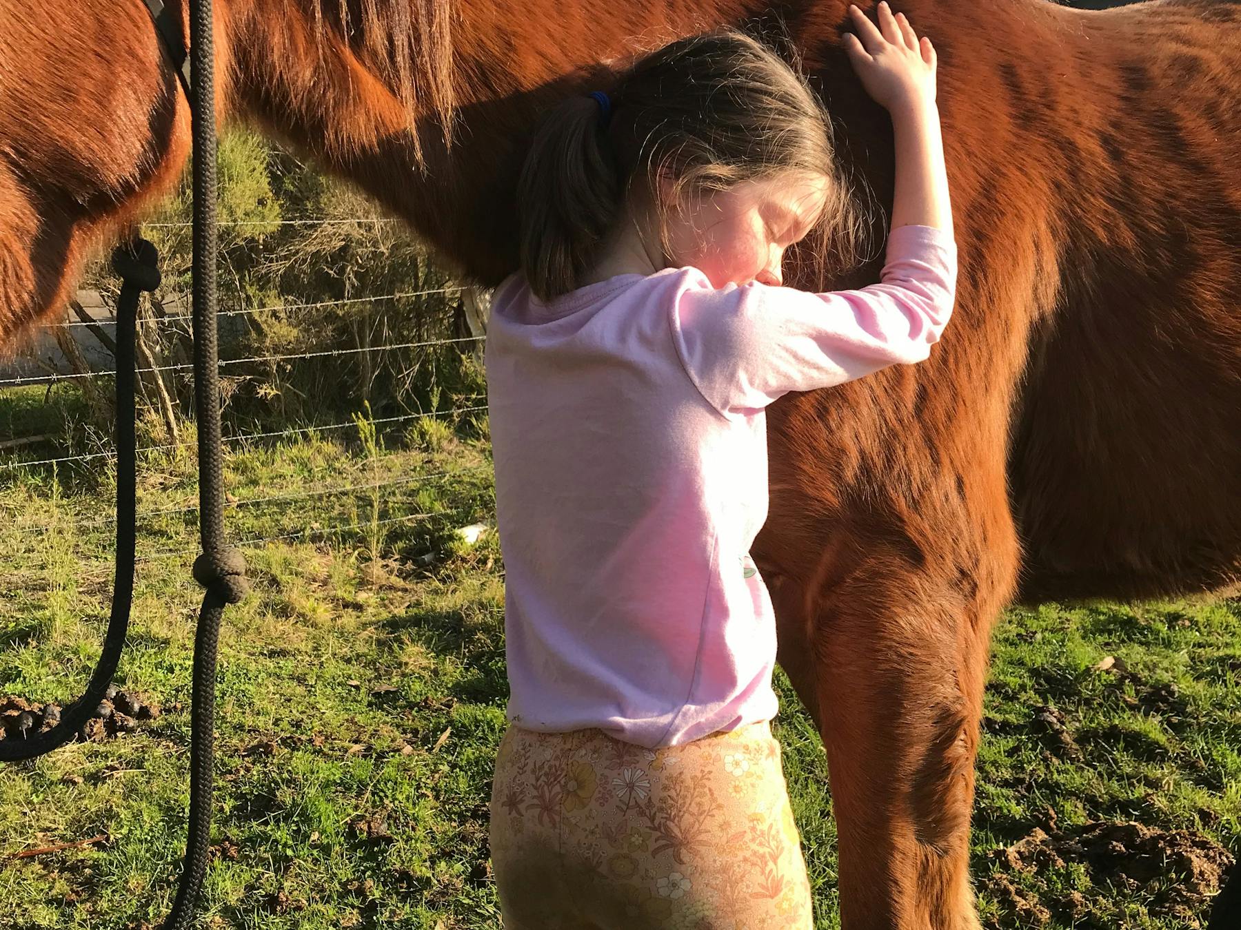 Equine therapy and energy