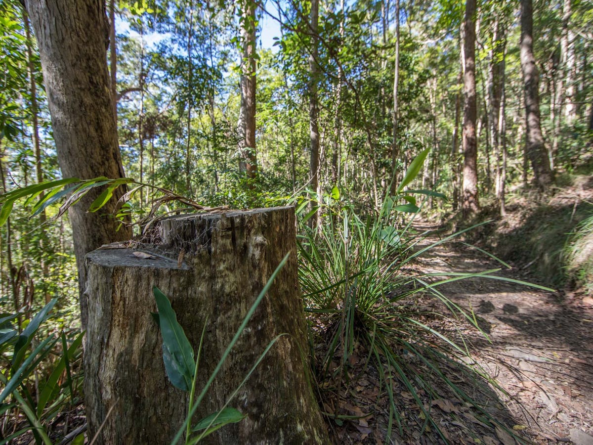 Part of the Thylogale Track, Mt Neebo