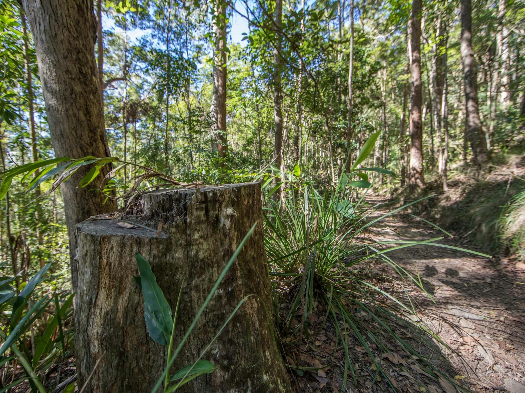 Part of the Thylogale Track, Mt Neebo Part of the Thylogale Track, Mt Neebo