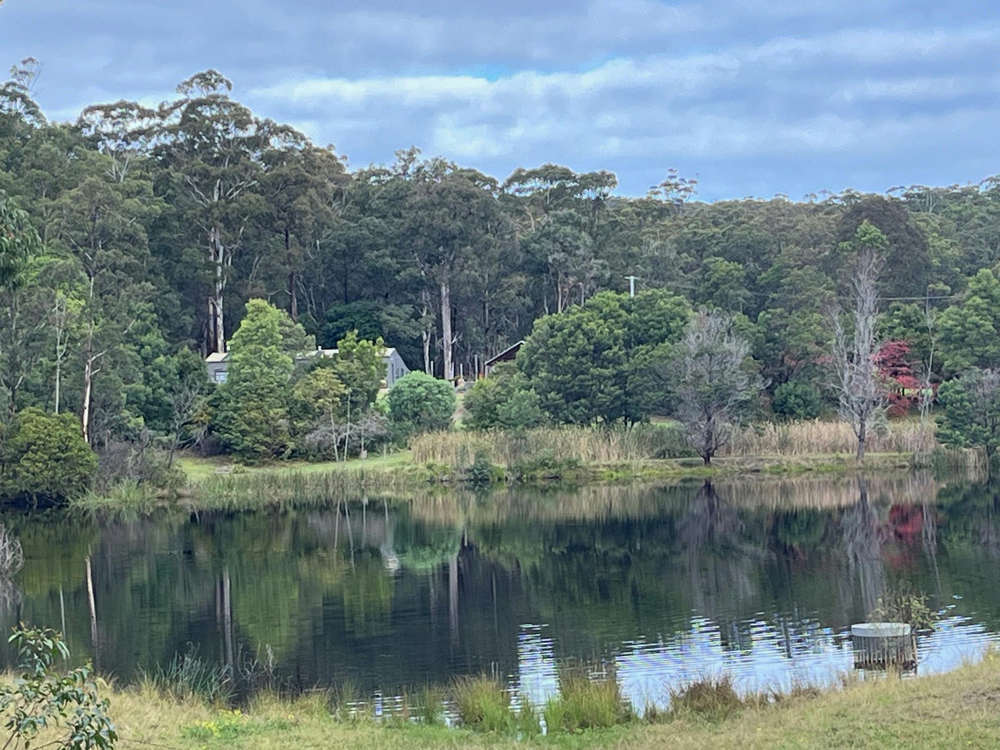 アヒルやその他の野生動物