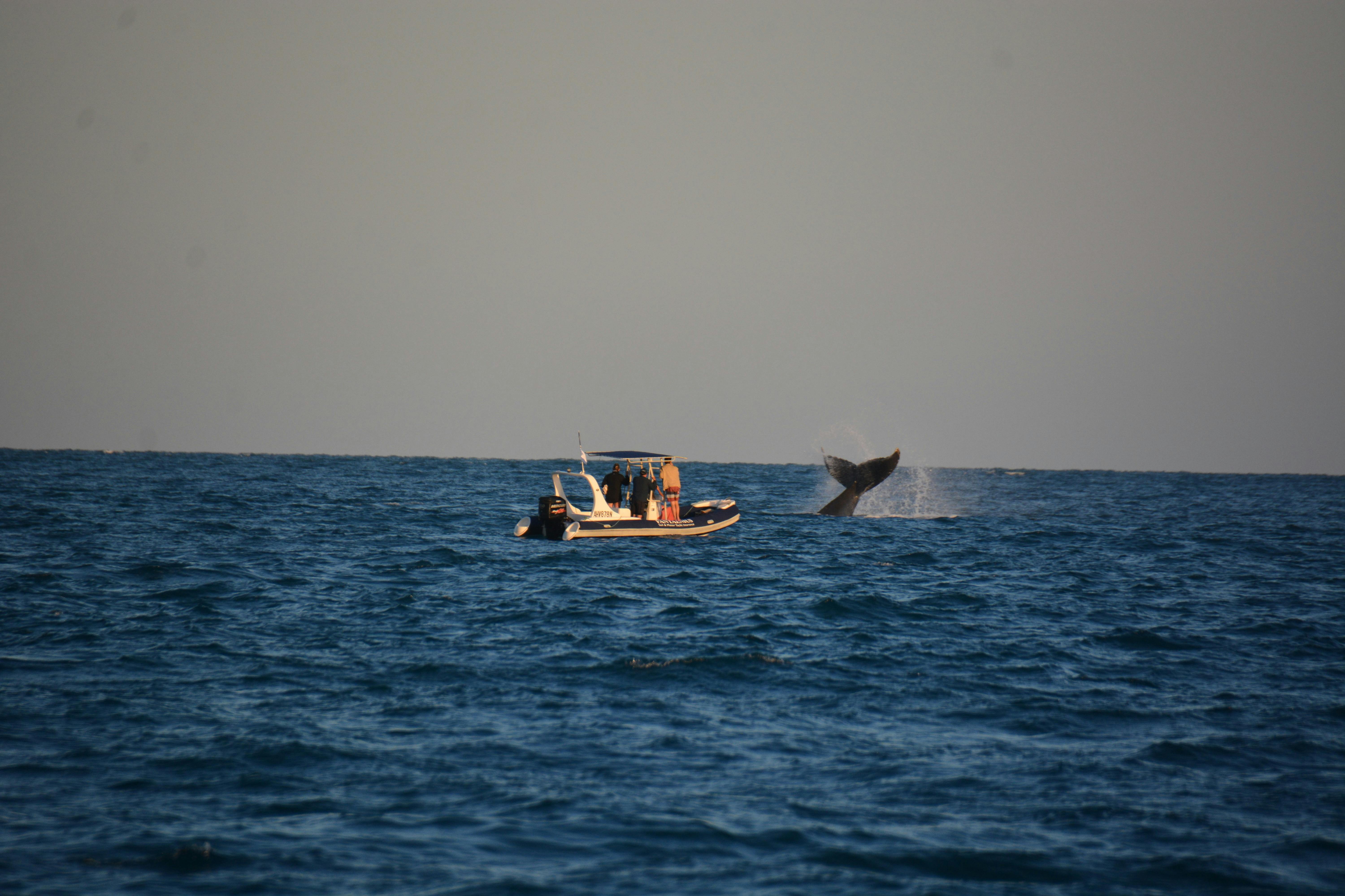 Sometimes whales come very close to vessels but I am sure thaty know exactly how to miss boats!