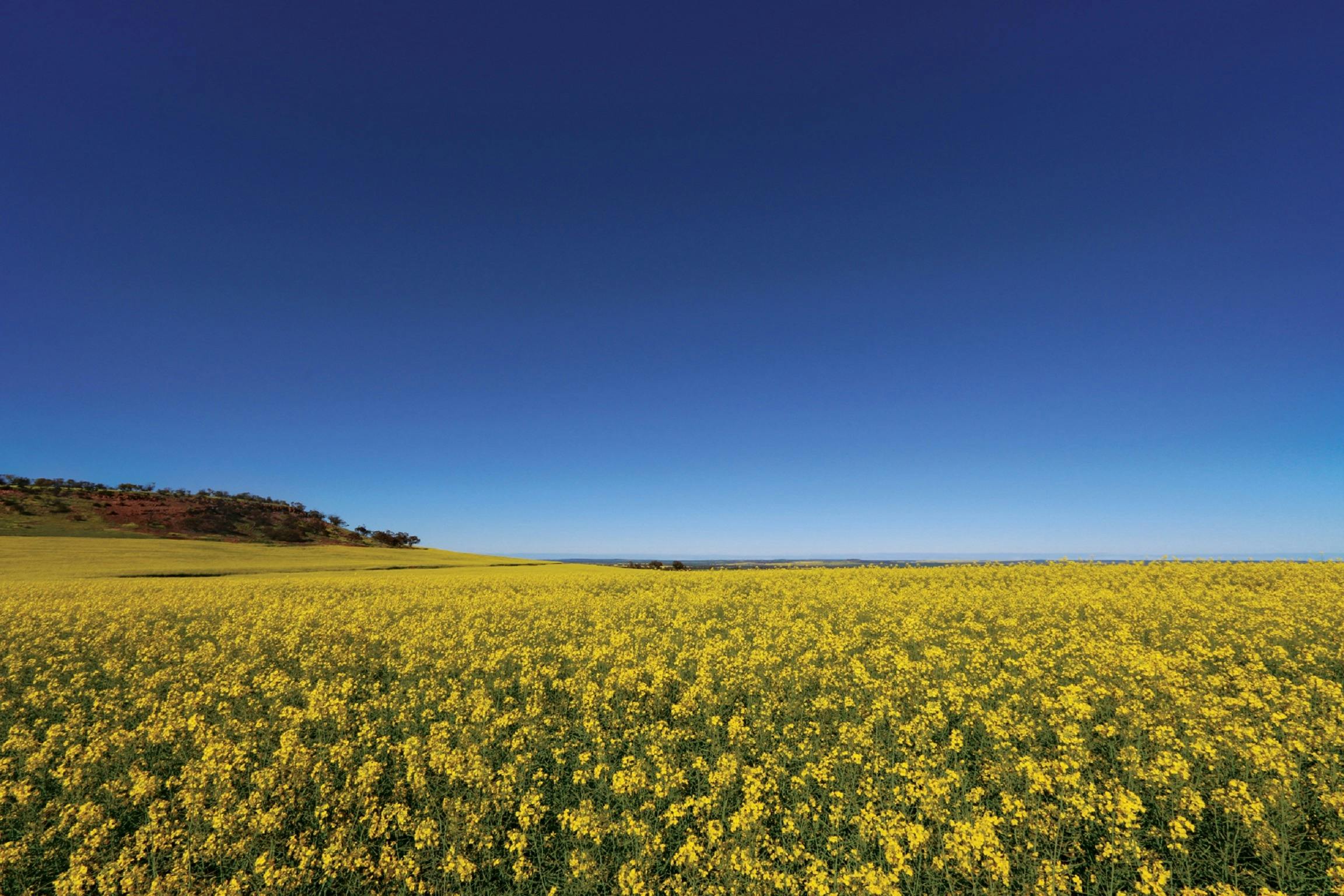 Mingenew Hill