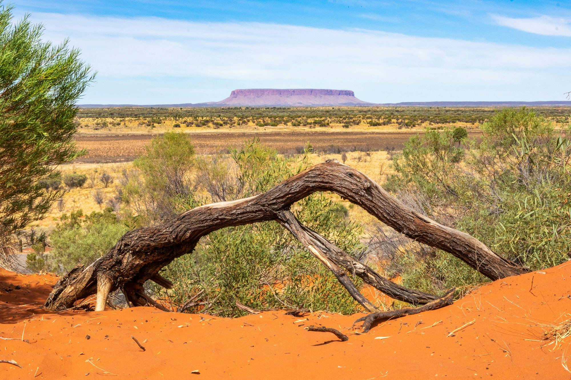 Tabletop mesa in background with red sand and bent over tree in foreground