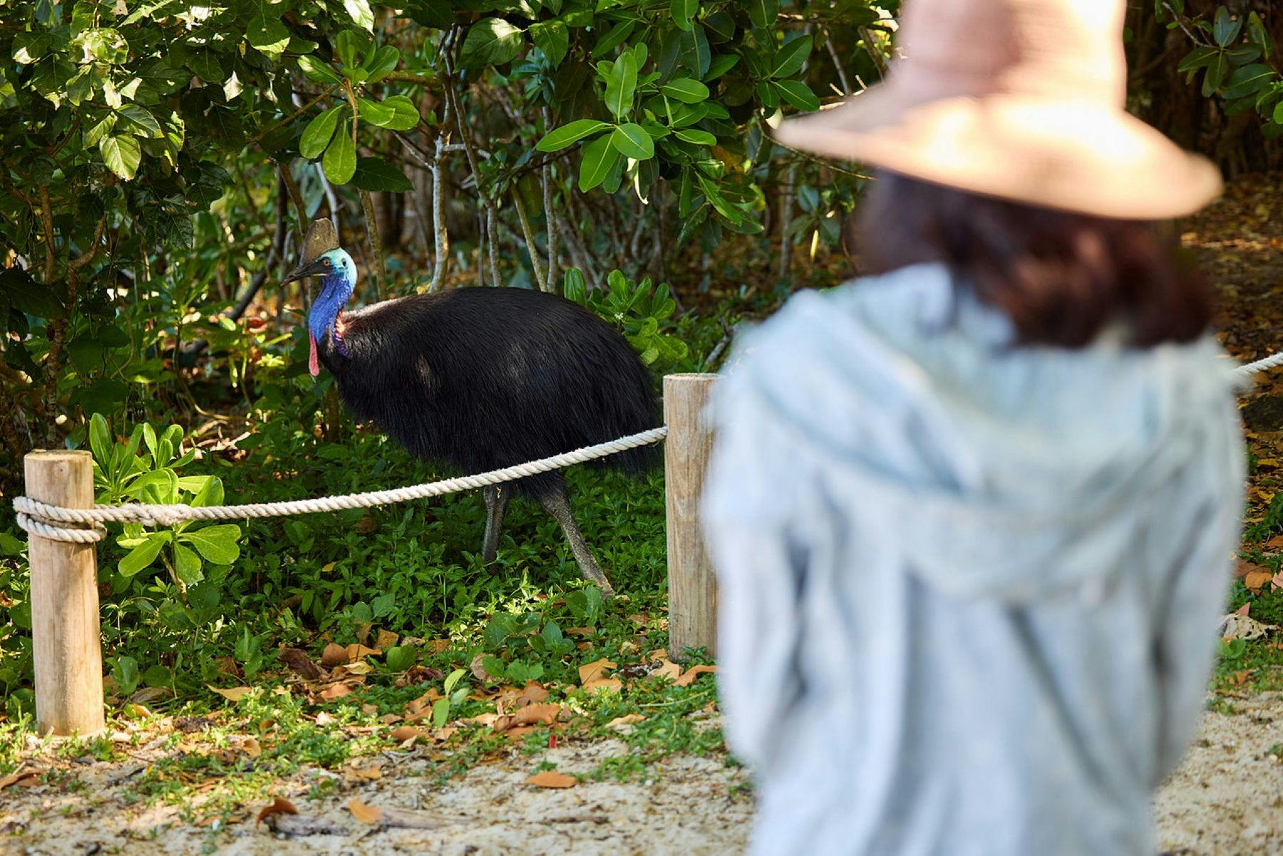 Guest enjoy watching the Cassowary at Etty Bay