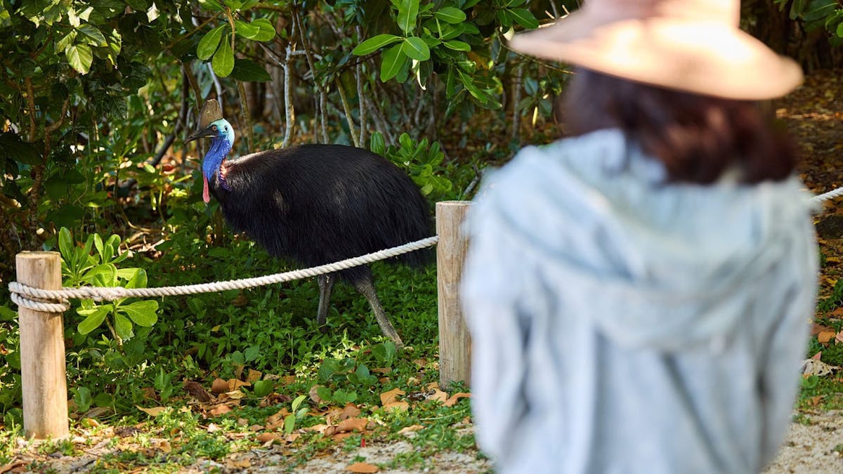 Guest enjoy watching the Cassowary at Etty Bay