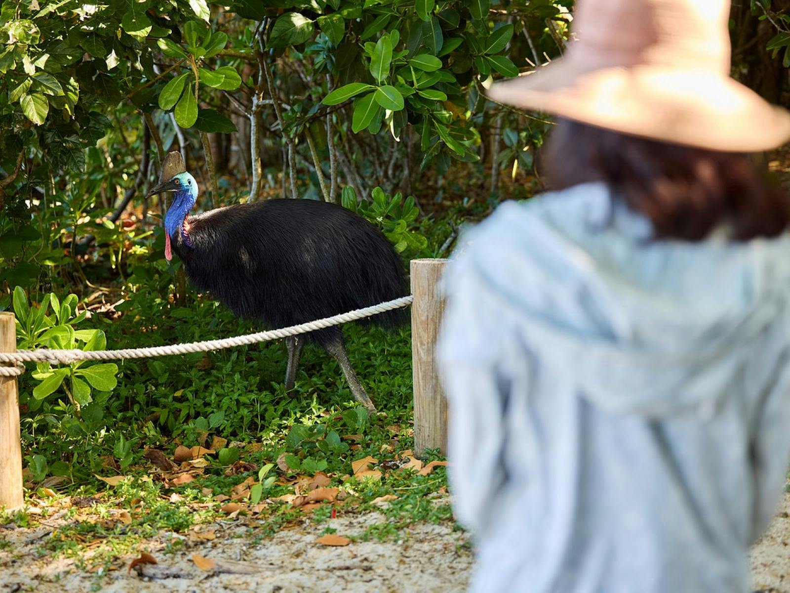 Guest enjoy watching the Cassowary at Etty Bay