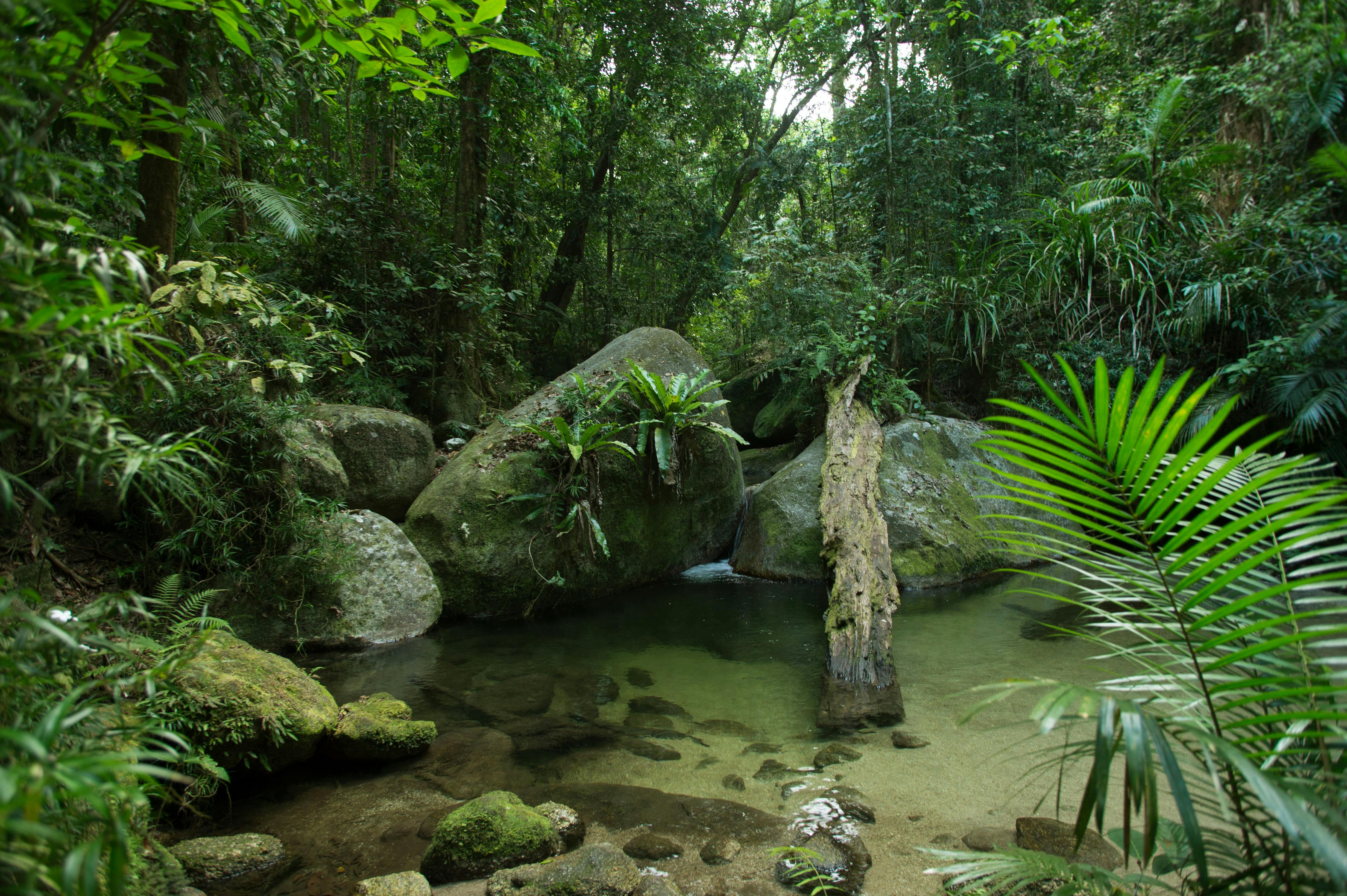 Mossman Gorge Cultural Centre - Dreamtime Walk