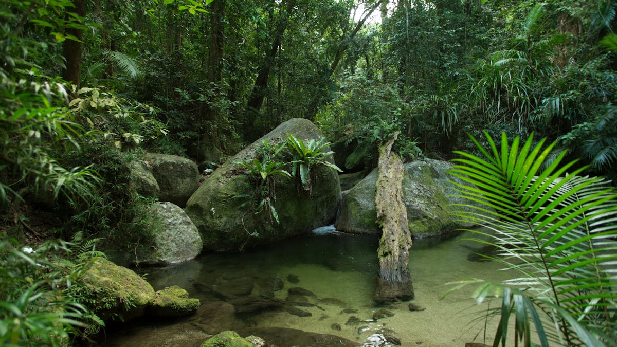 Mossman Gorge Cultural Centre - Dreamtime Walk