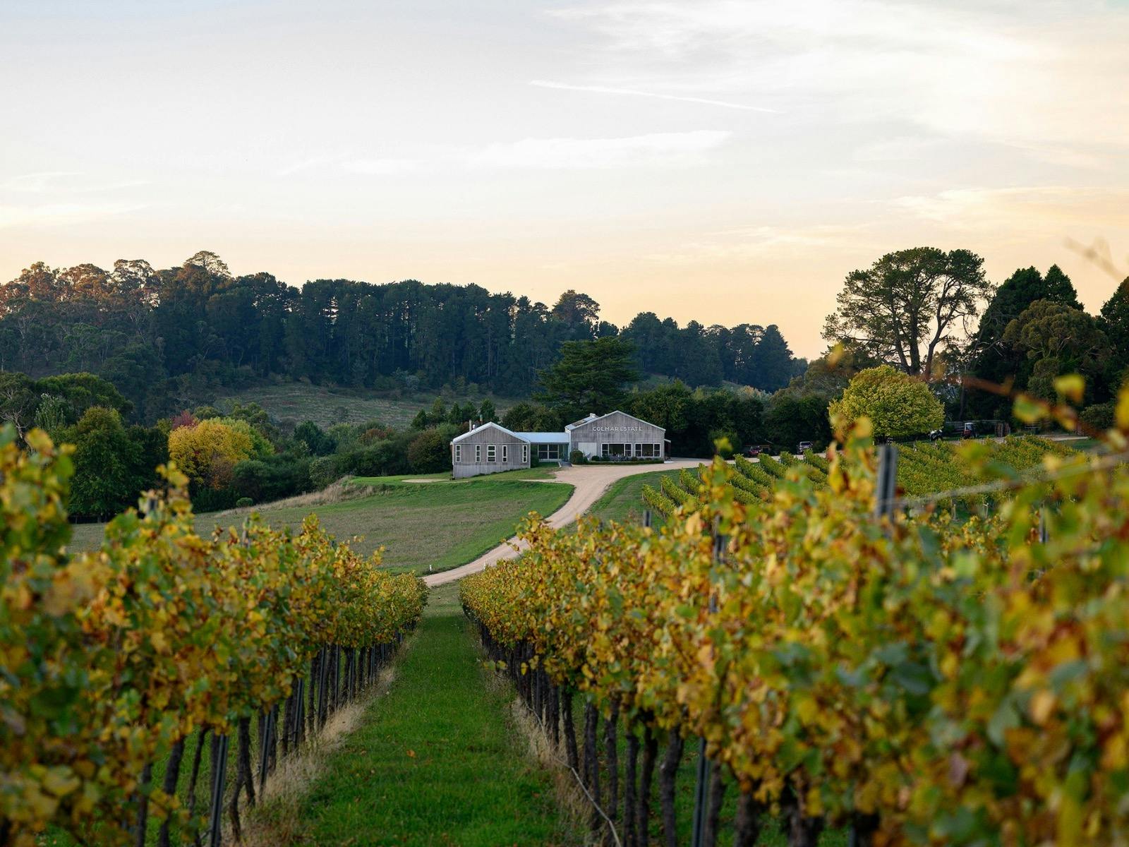 Ross Hill Vineyard