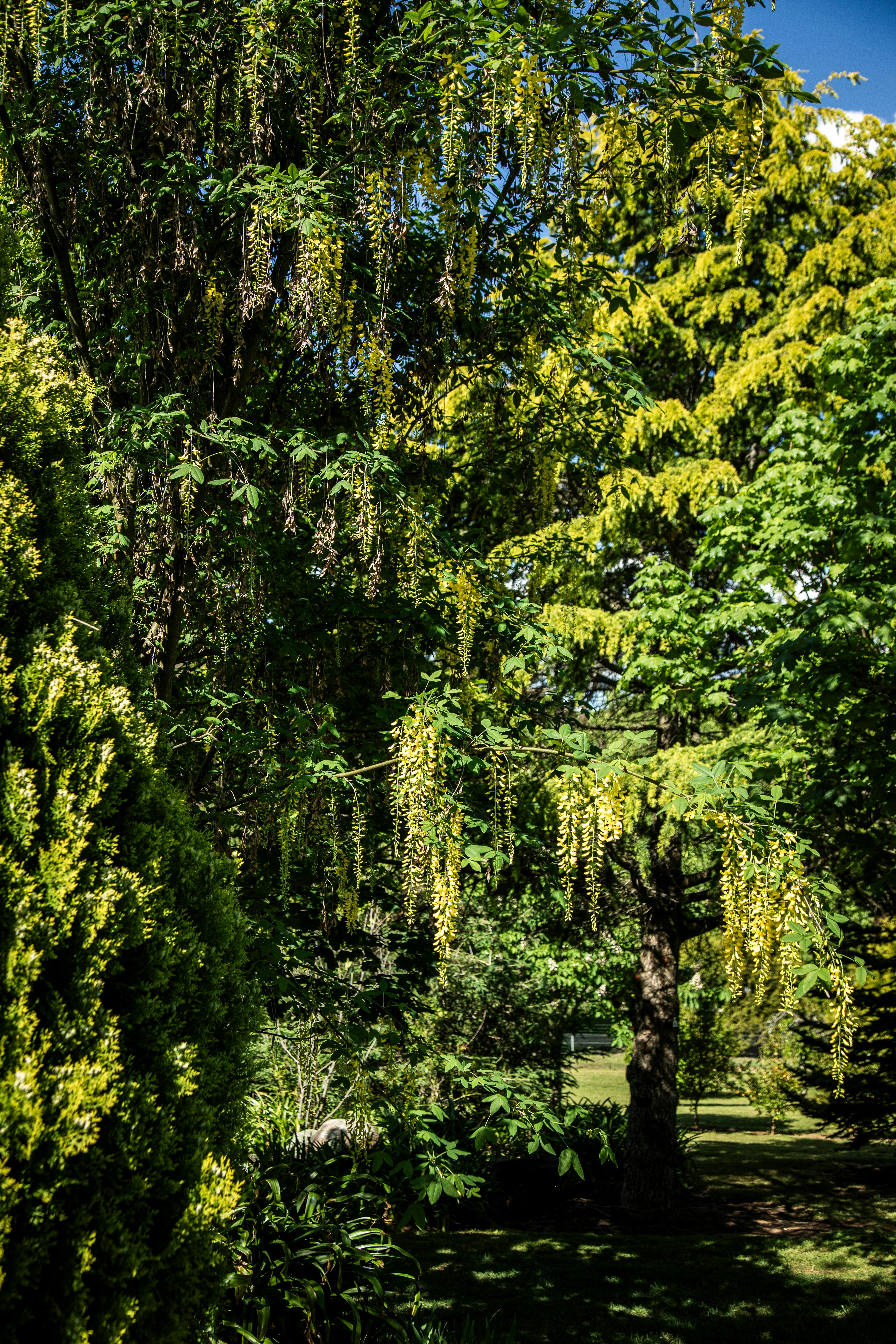 Tumbarumba Spring Flower Festival