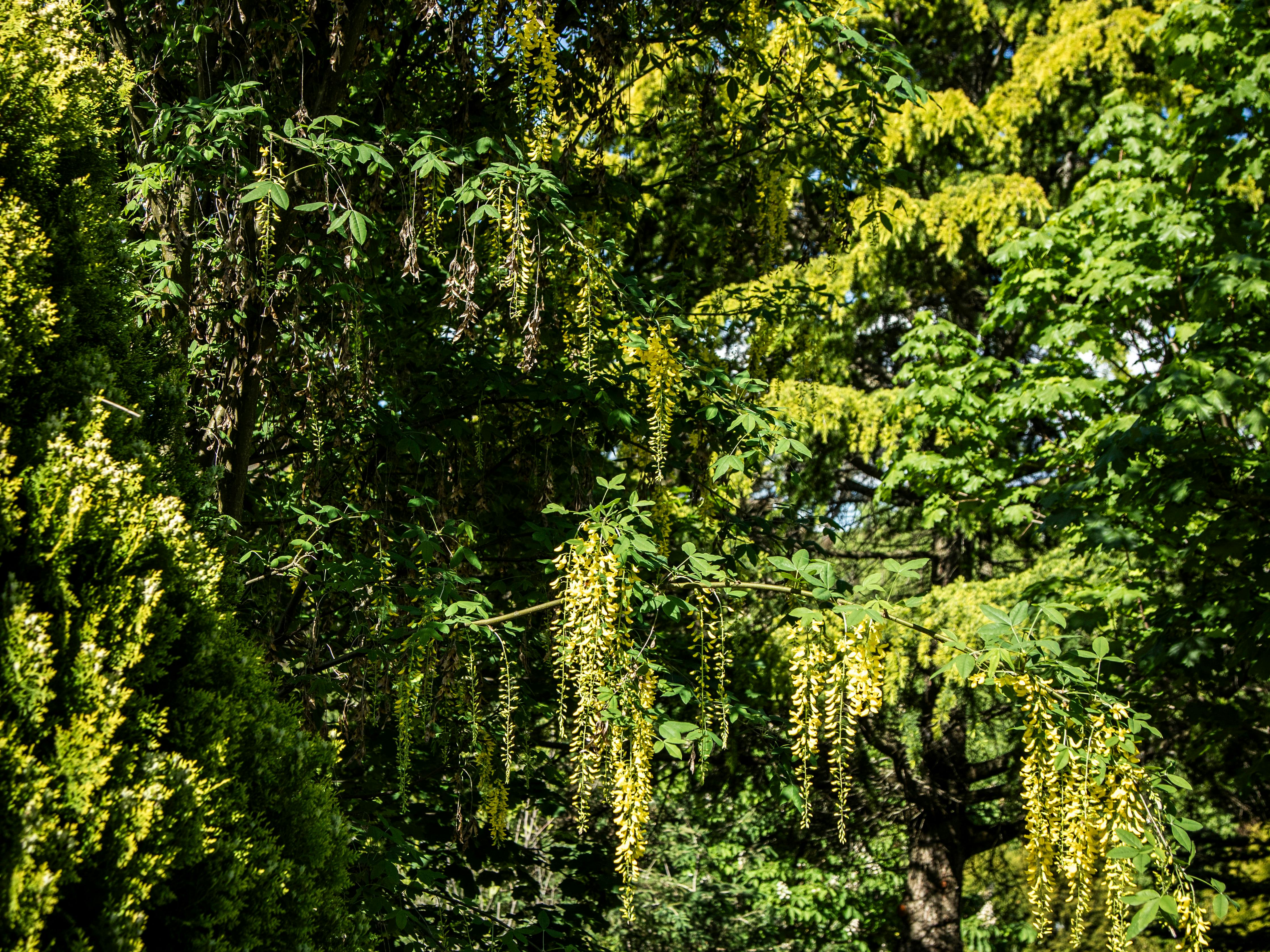 Tumbarumba Spring Flower Festival