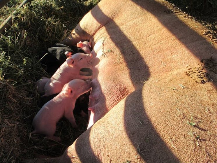 Piglets feeding