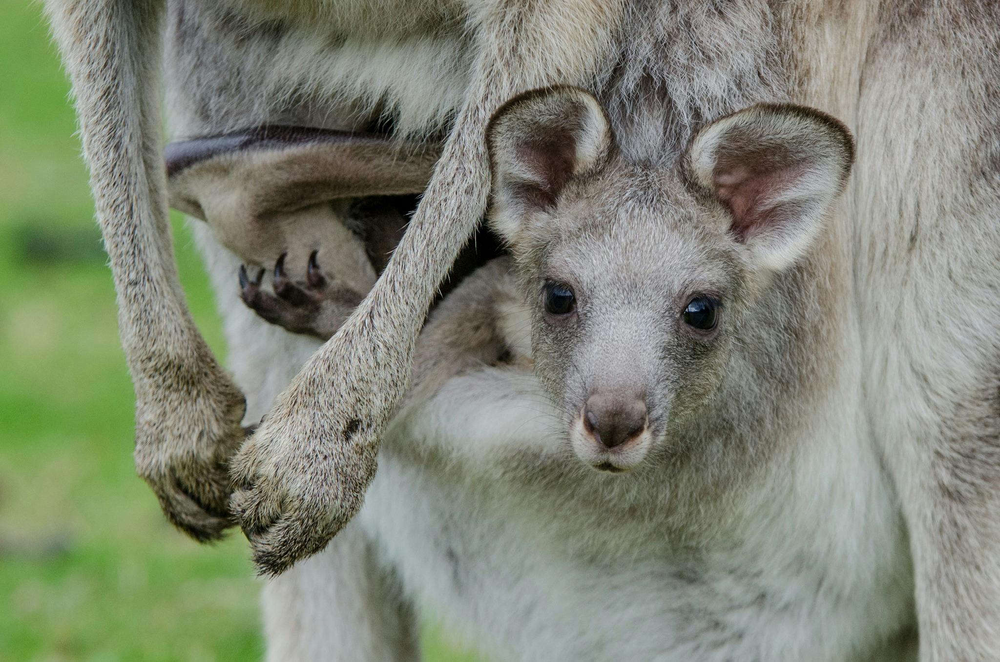 Grampians National Park Wild Kangaroos