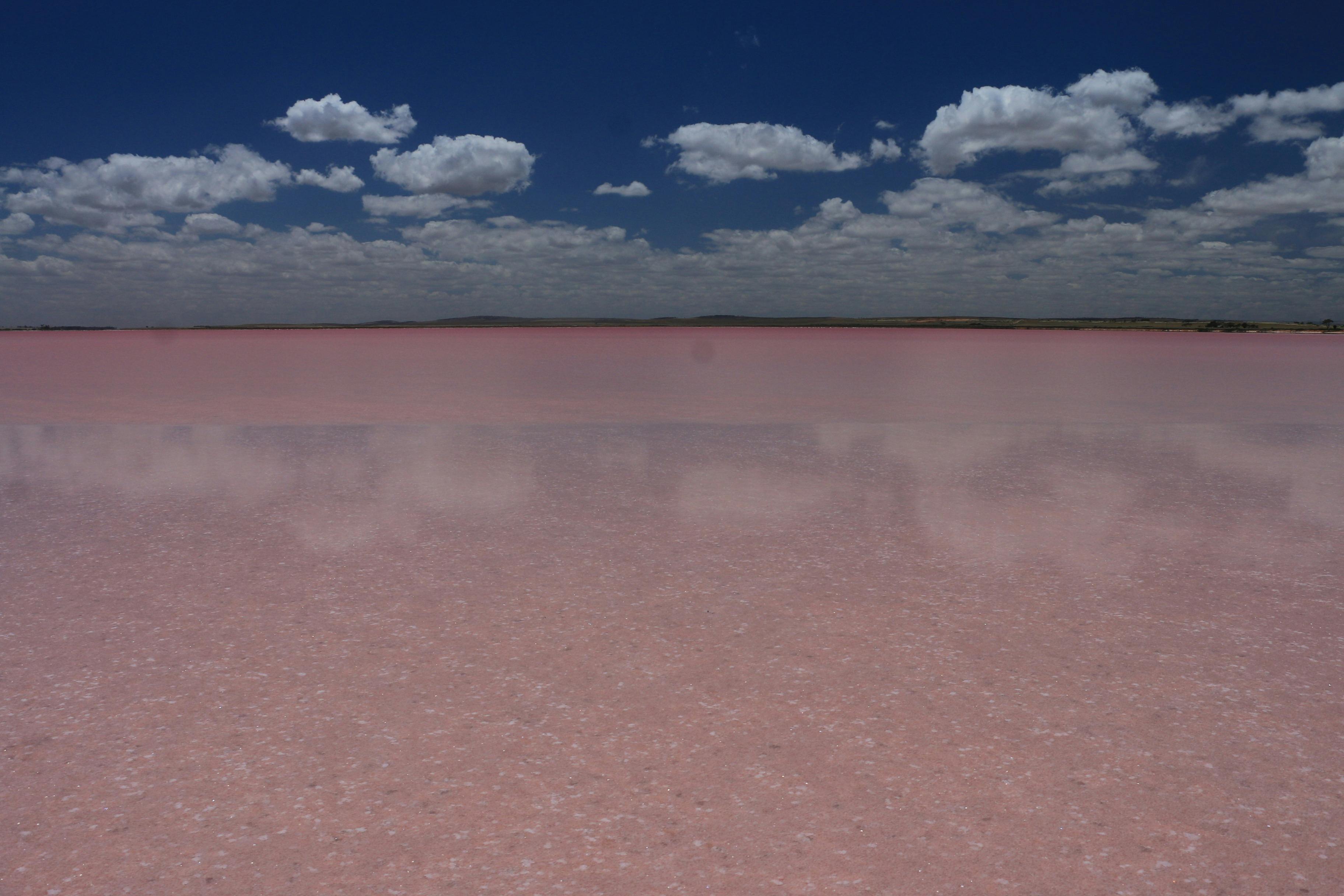 Pink lake, lake bumbunga, reflection
