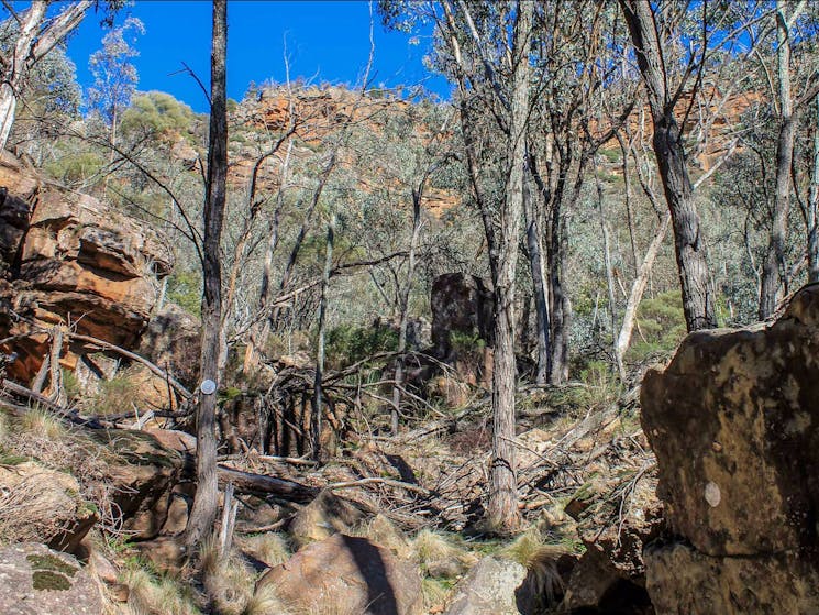 Eualdrie walking track, Weddin Mountains National Park. Photo: C Davis