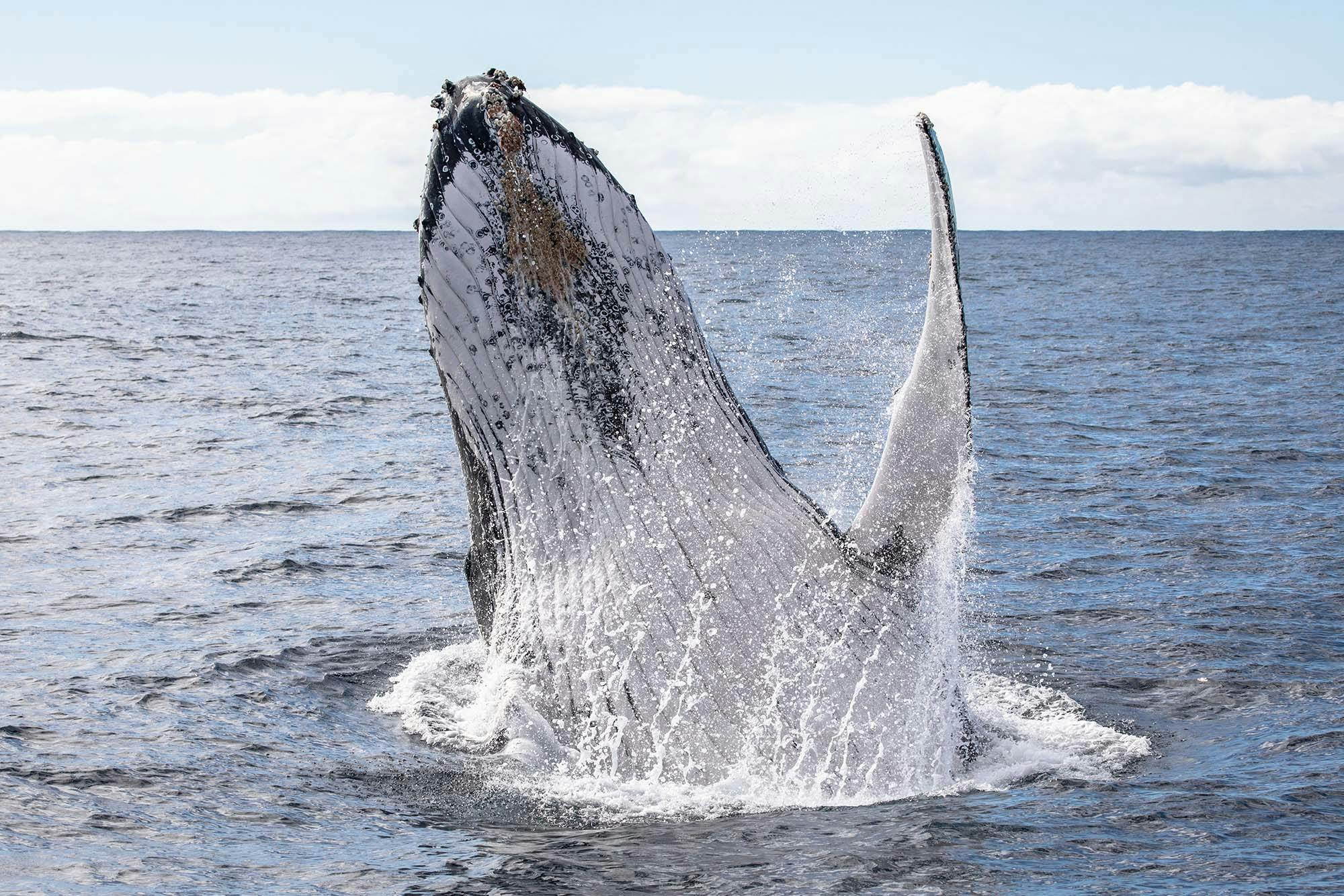 Humpback whale breaching