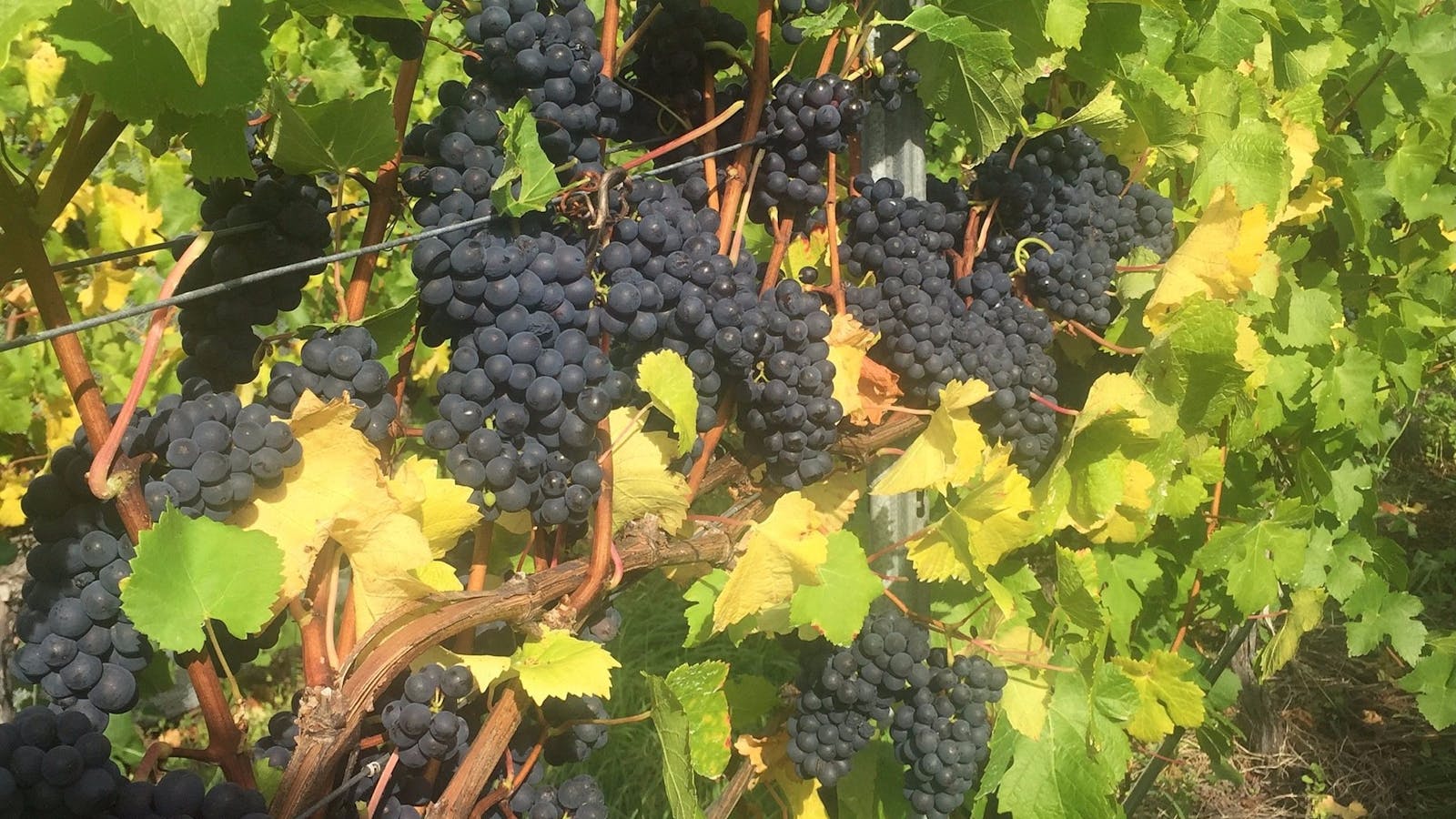 Cape Bernier Vineyard