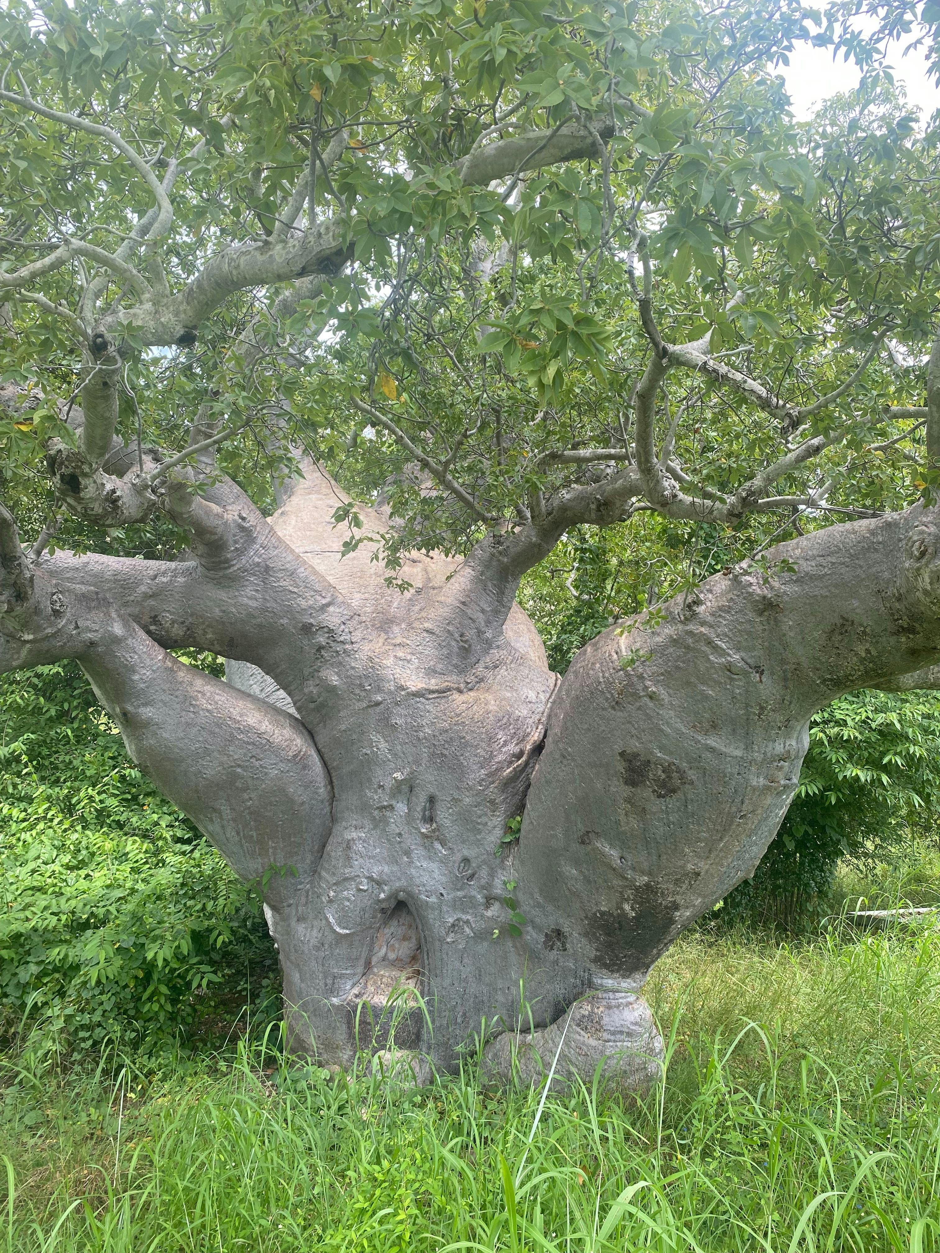 The old Boab tree - Careening Bay