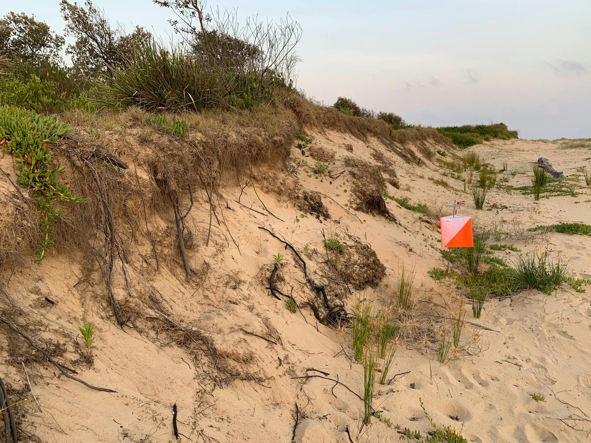 Orienteering control by dune