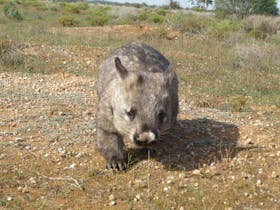 Brookfield Conservation Park