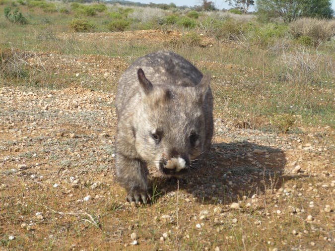 Brookfield Conservation Park