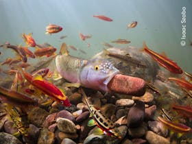 underwater photo of colourful fish with one looking at the camera with a rock in its mouth.