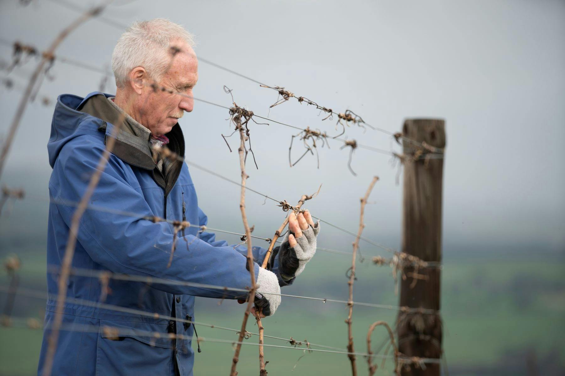 Mark Walpole, pruning on Fighting Gully Road Vineyard