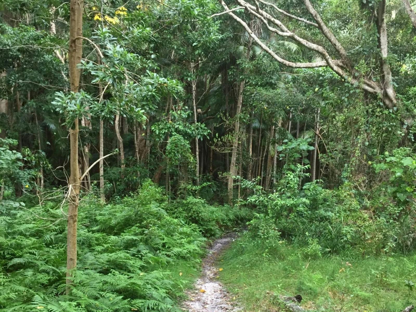 East Ballina Massacre Site bush track