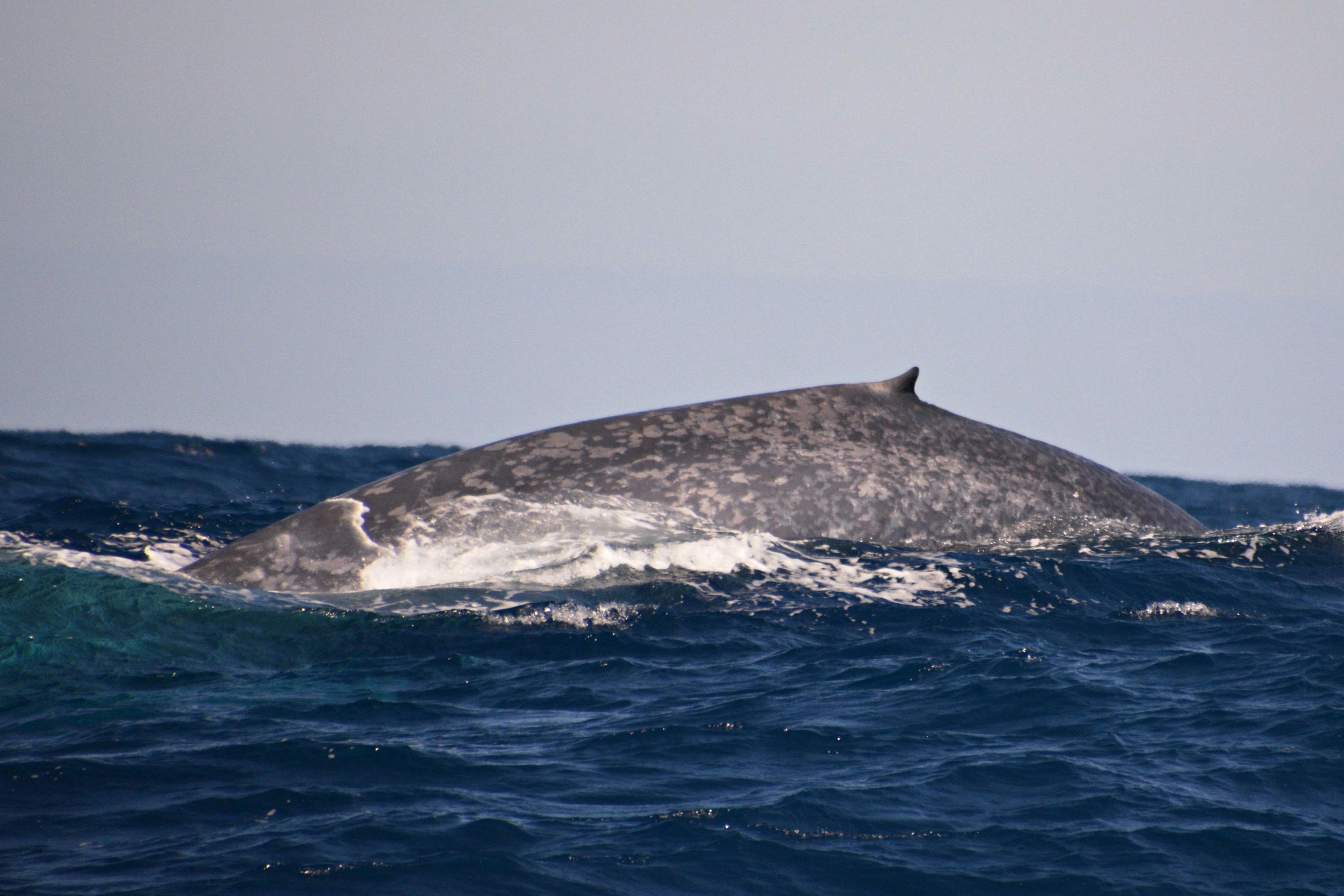 Perth Canyon Blue Whale Experience Whale Watch Western Australia