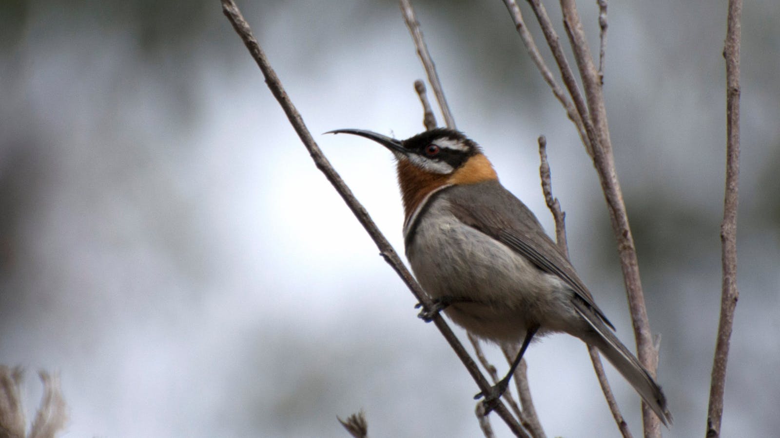 A delightful Western Spinebill seen on a Perth Birds and Bush birdwatching tour.