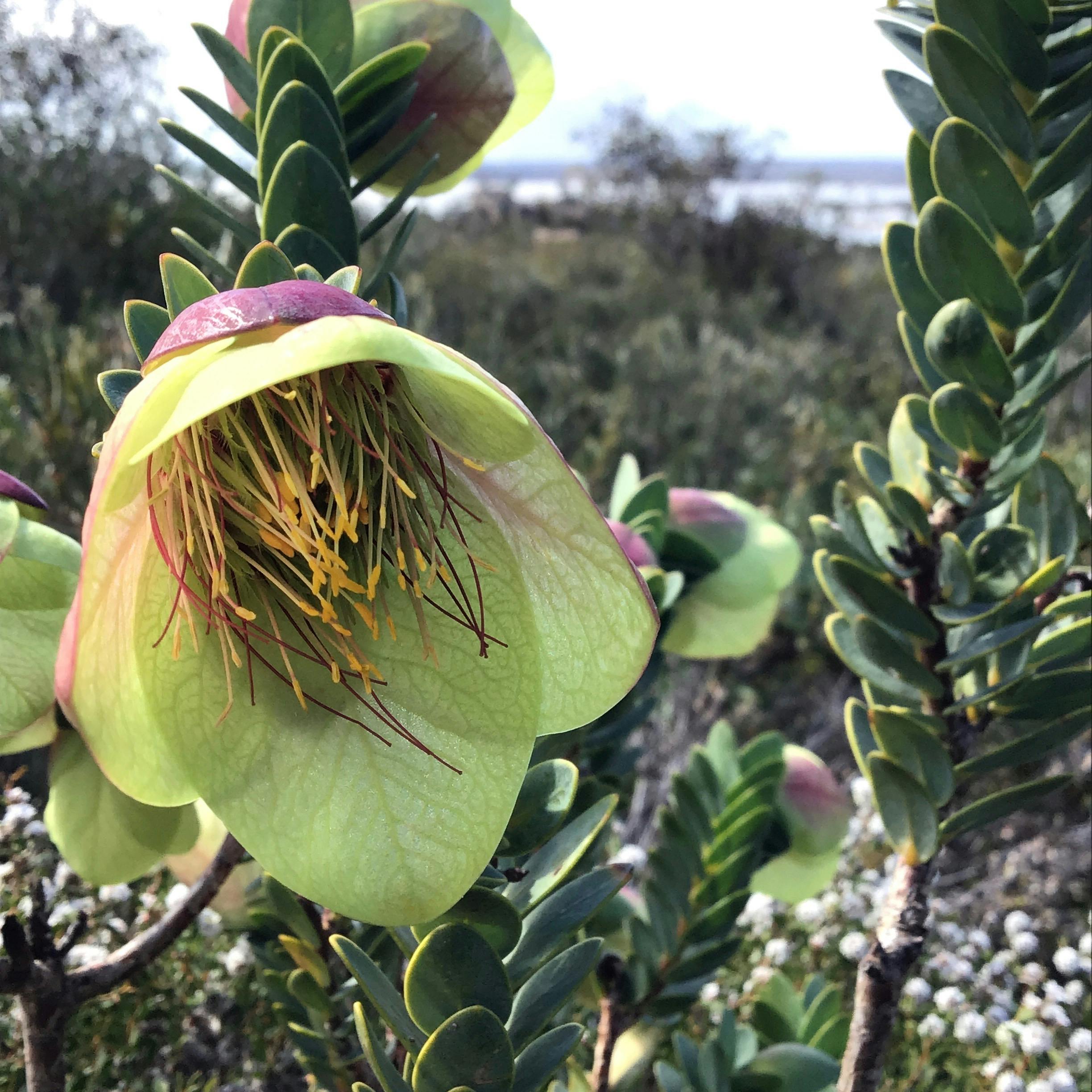 Close up shot of Qualup Bell - yellow pink with others in background - Fitzgerald Biosphere
