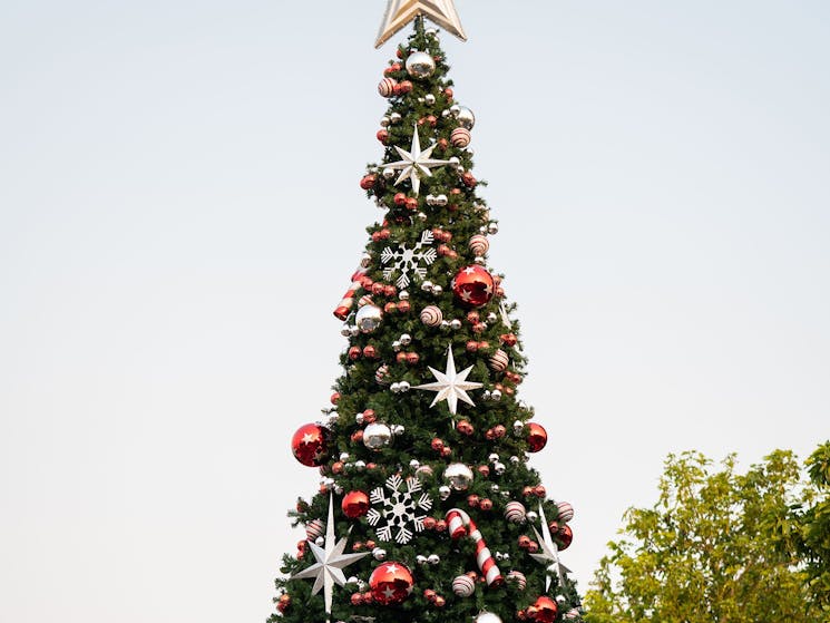 Christmas Tree in Blacktown