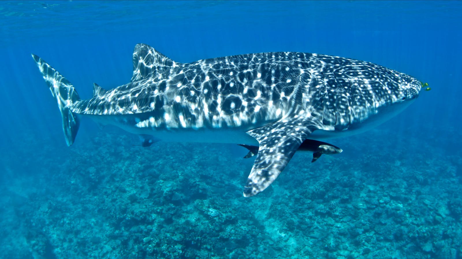 Three Islands Whale Shark Dive