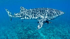 Three Islands Whale Shark Dive, Exmouth, Western Australia