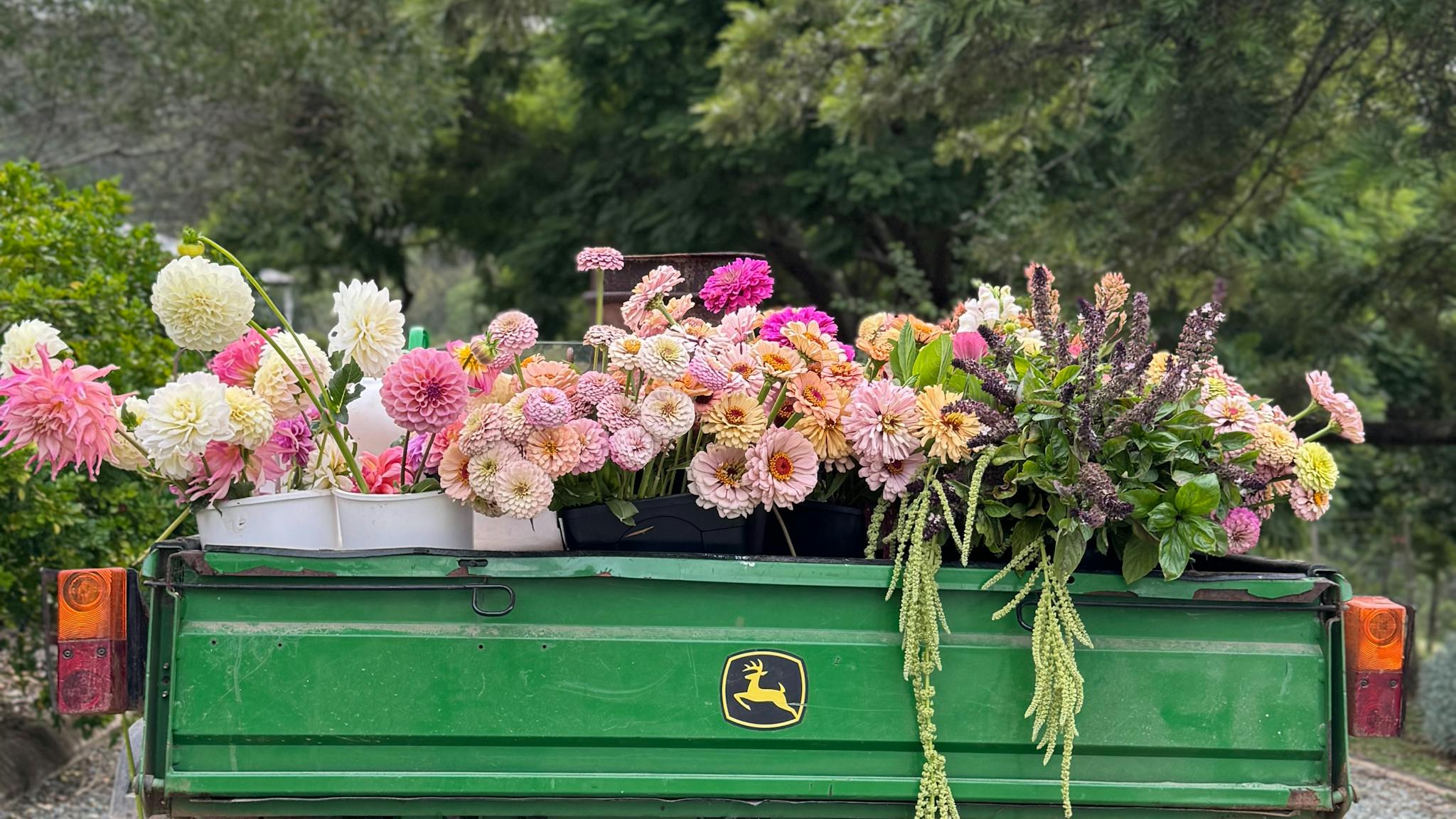 cut flowers, flower farm Brisbane, pick your own flowers , fresh flowers cut flowers, flower farm Brisbane, pick your own flowers , fresh flowers