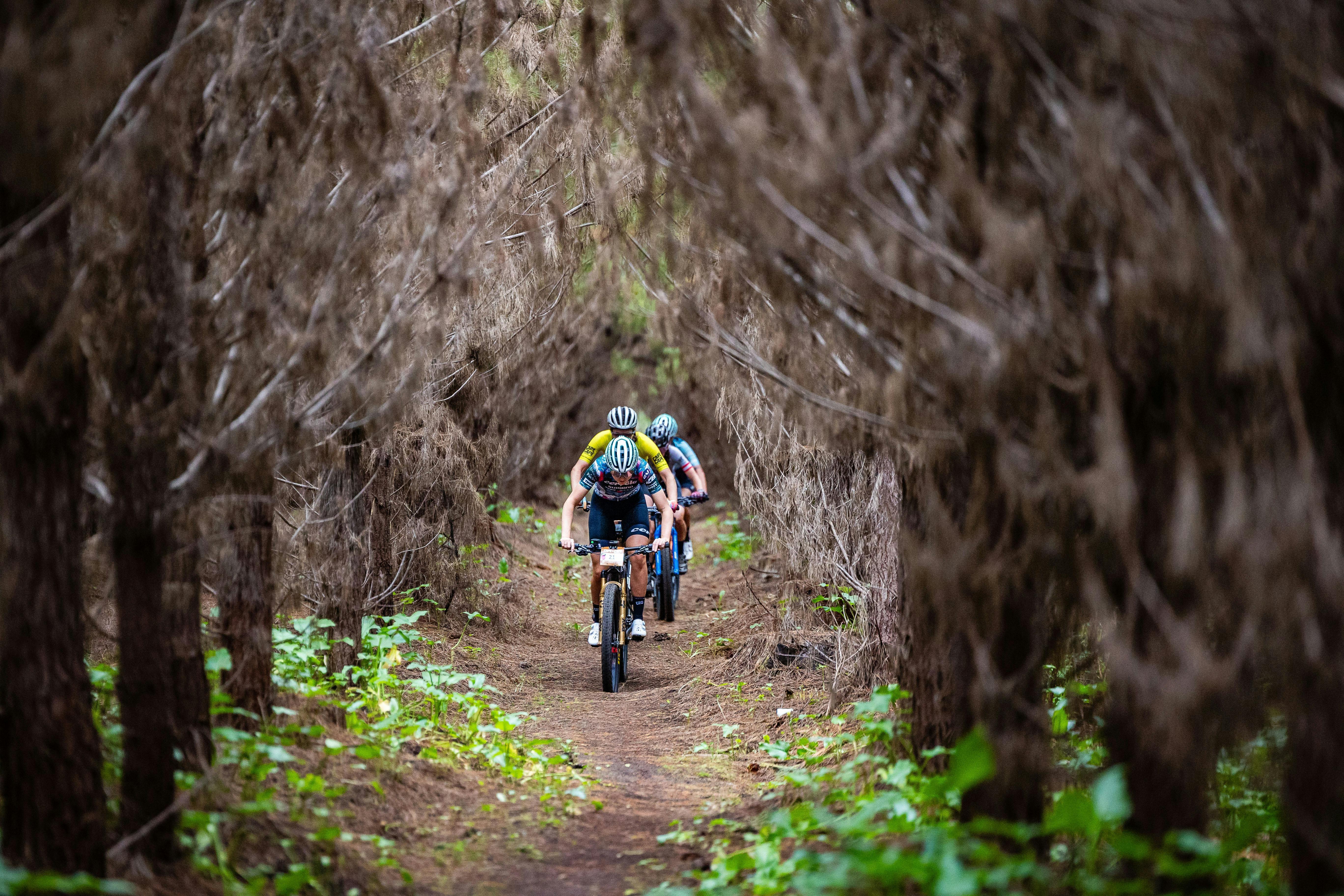 Riders riding through a tunnel of trees.