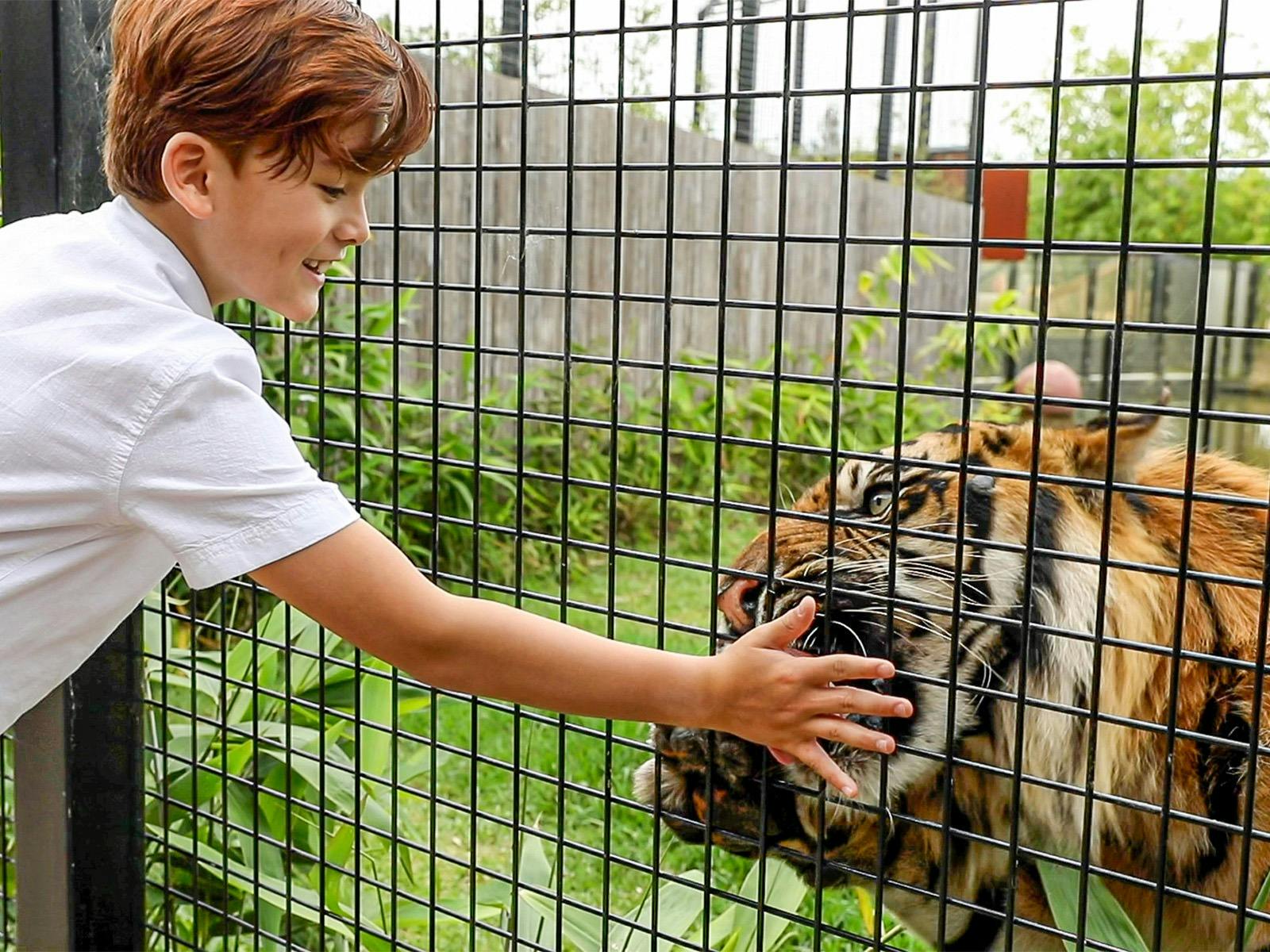 Ein Junge füttert einen Tiger während einer Tigerfütterungsbegegnung
