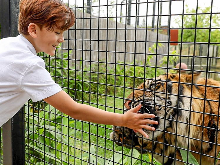 A boy feeds a tiger during a tiger feed encounter
