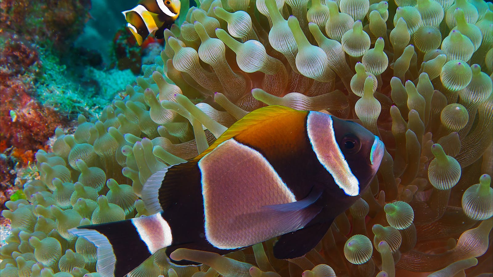 Dive Lord Howe