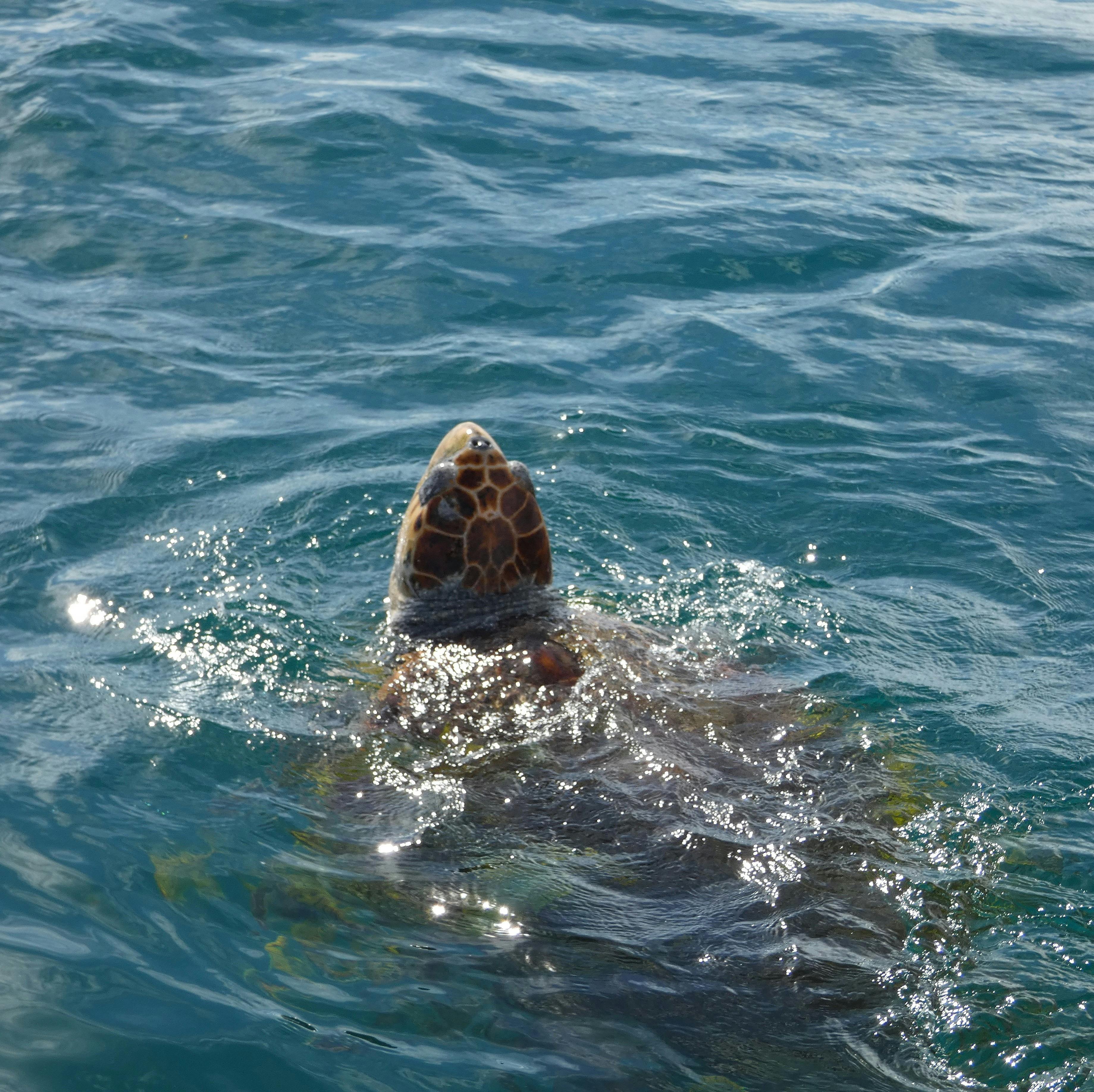 Turtle Fraser Coast Hervey Bay Nature Cruise