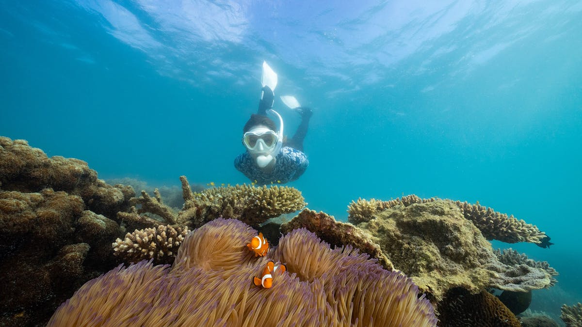 Snorkel Fitzroy Island