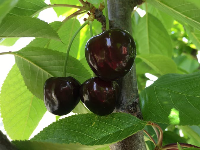 Martin Hill Cherries