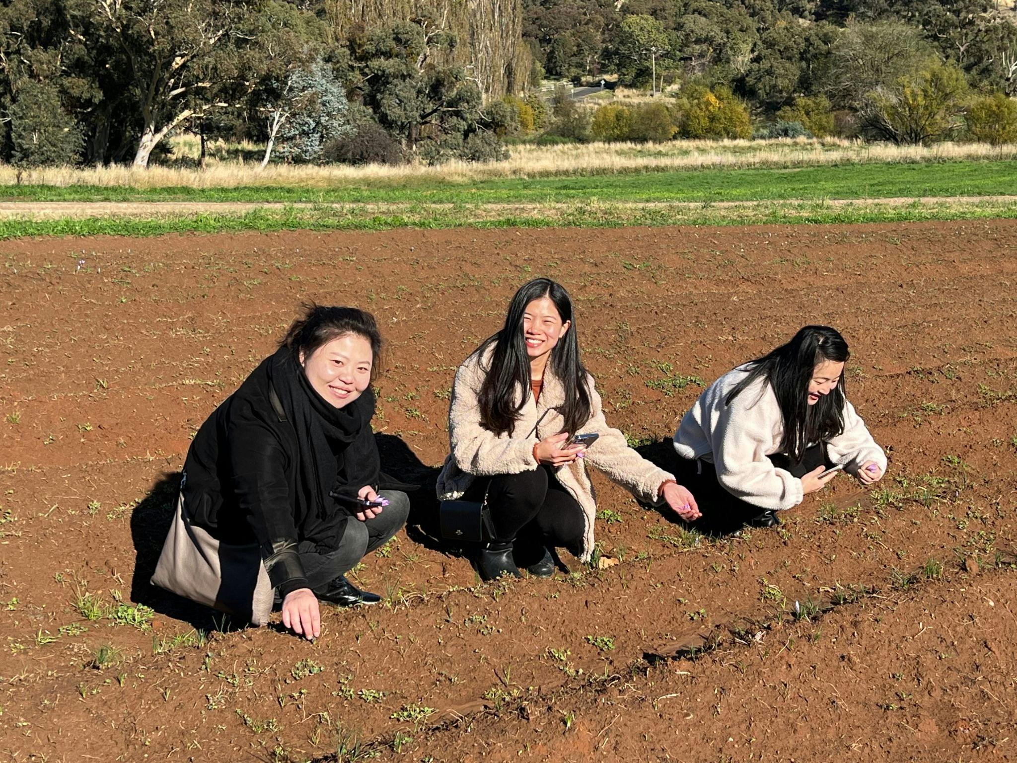 3 ladies picking saffron on saffron trail tour in Orange