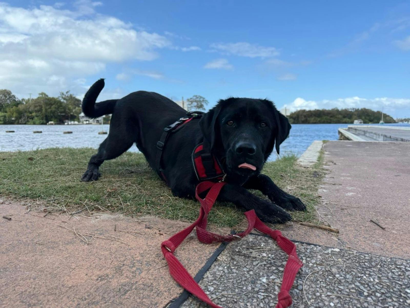 Smart Pup in training
