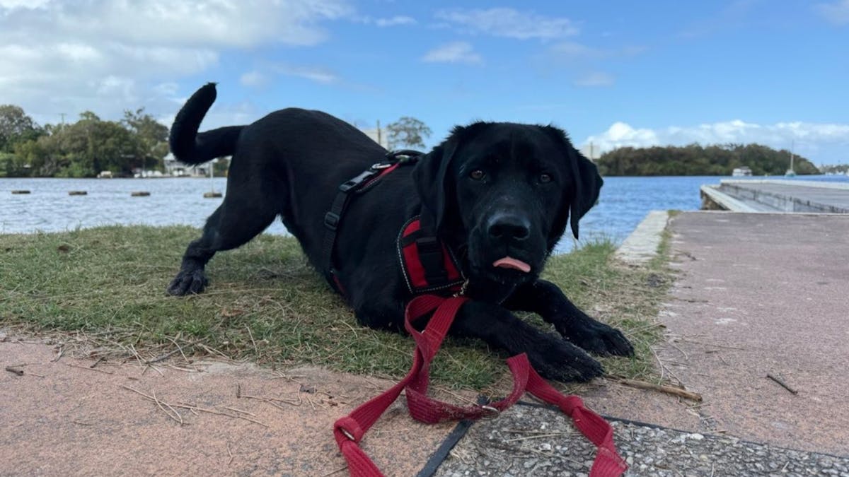 Black Smart Pup in training jacket sitting beside a river looking at the camera