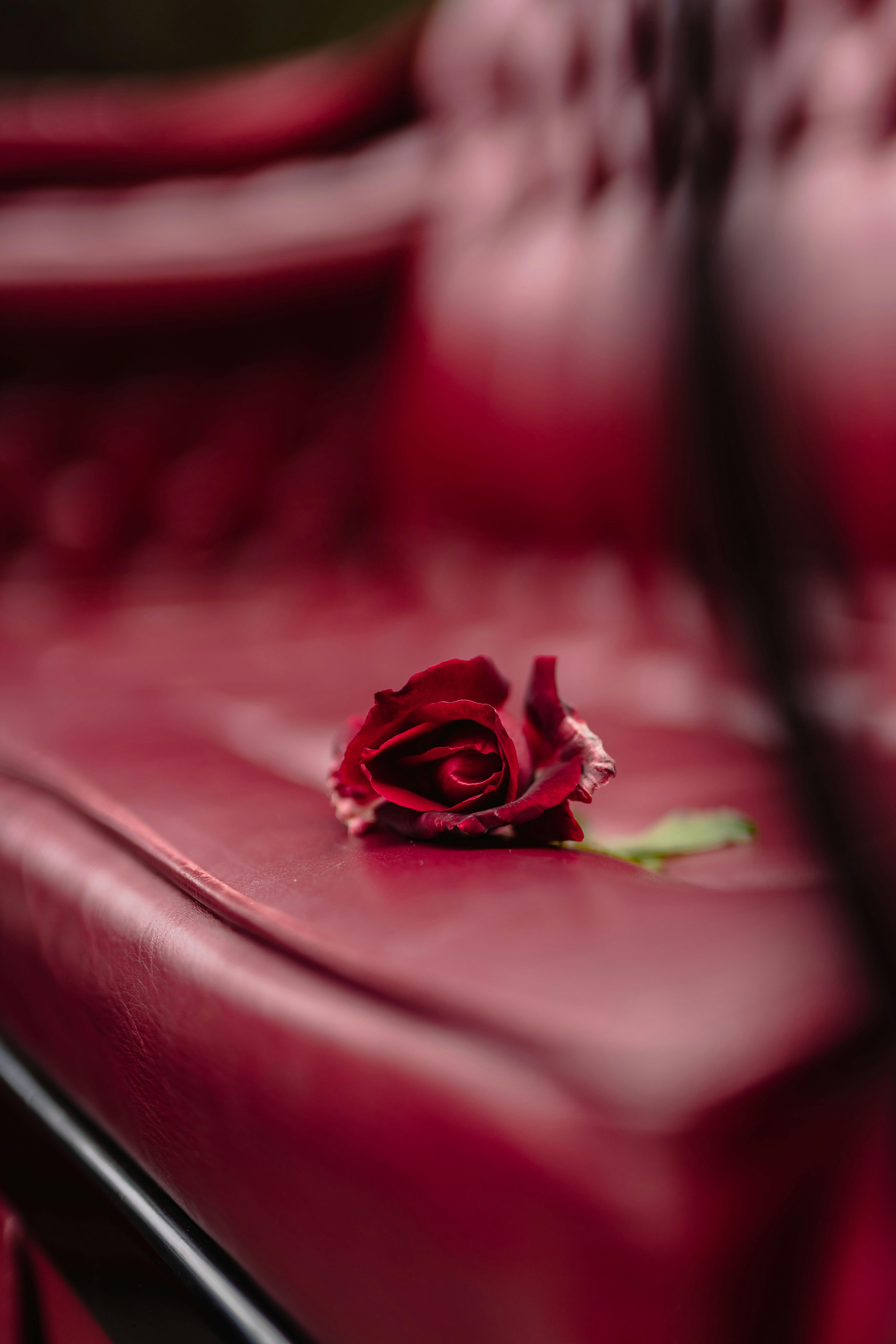 A rose on the carriage seat