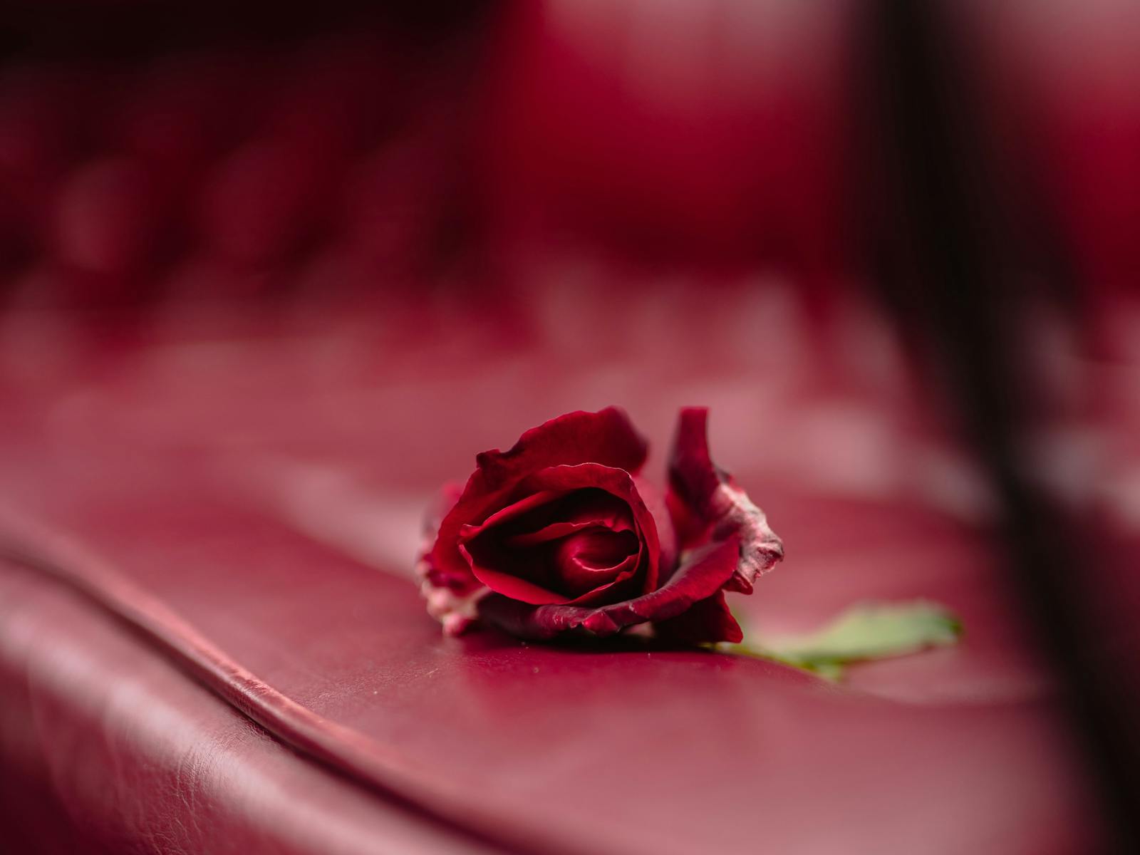 A rose on the carriage seat