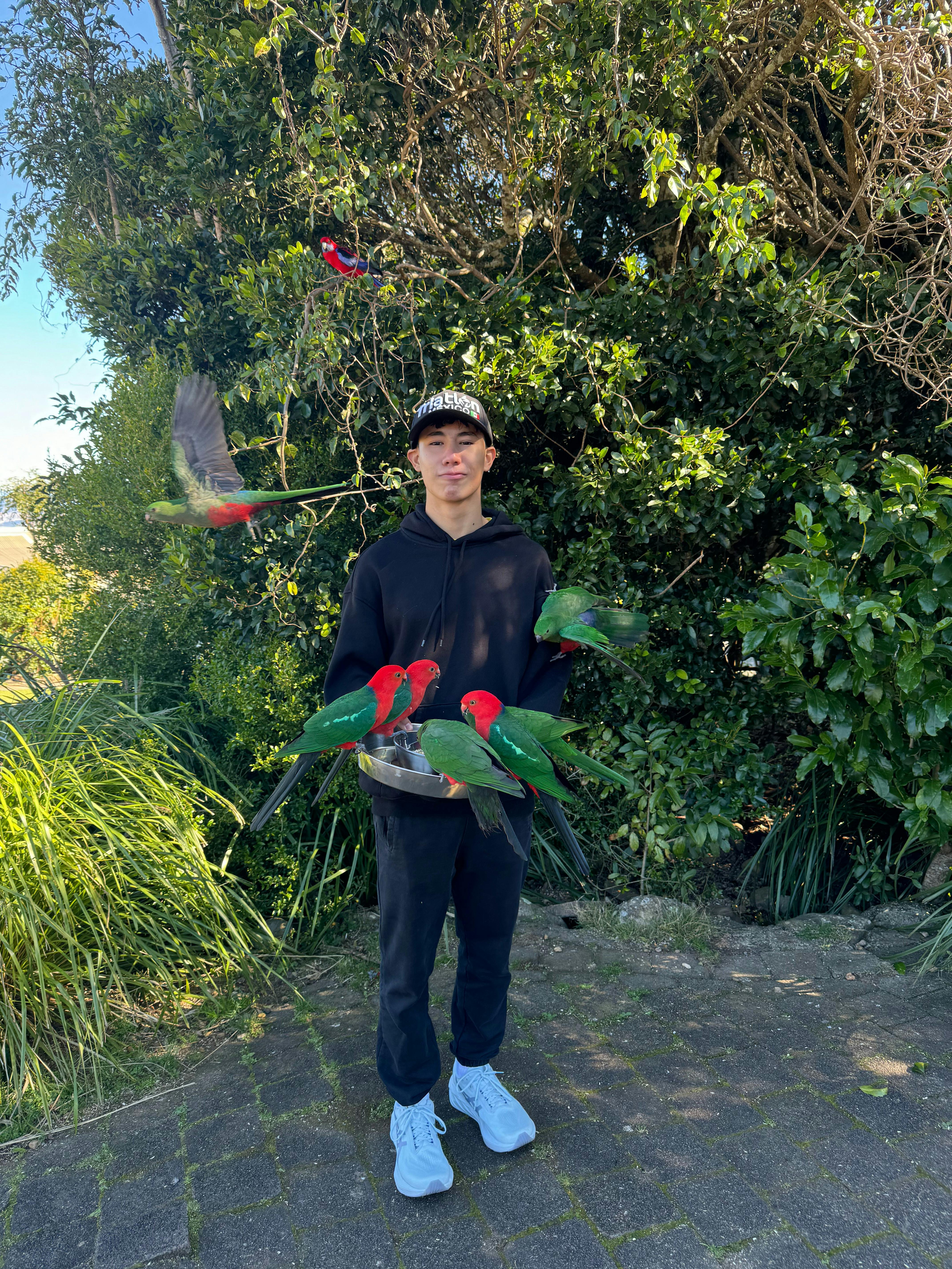 Lamington & Tamborine Day Tour: O’Reilly’s, Curtis Falls & Sunset